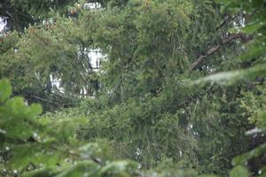 Rainy day in the pine forest photo