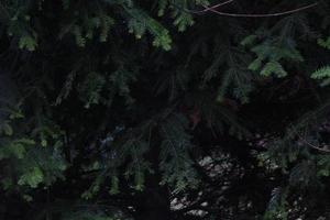 Dense pine bushes on a dark background. photo