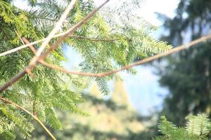 día lluvioso en el bosque de pinos foto