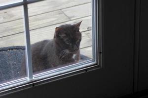 The black cat waited at the door to enter the house. photo