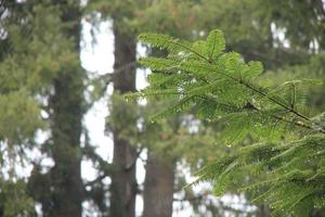 día lluvioso en el bosque de pinos foto