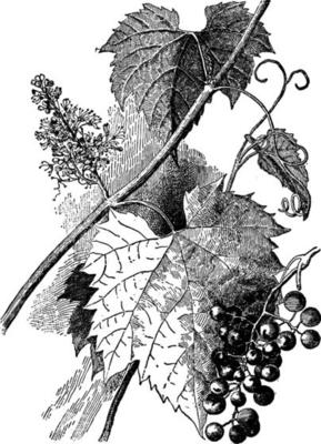 Vitis Vulpina vintage illustration.