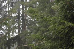 día lluvioso en el bosque de pinos foto