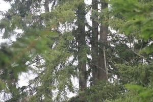 día lluvioso en el bosque de pinos foto