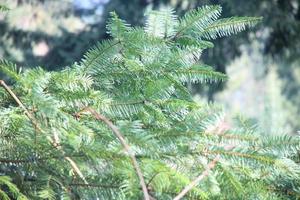 Rainy day in the pine forest photo