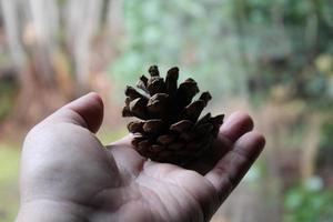 A man's hand is holding a pine cone in his hand against a backdrop of green pine trees. photo