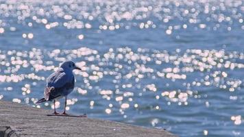 Seagull On The Beach video