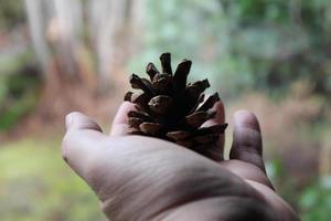 A man's hand is holding a pine cone in his hand against a backdrop of green pine trees. photo