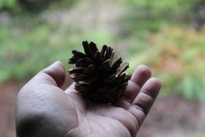 A man's hand is holding a pine cone in his hand against a backdrop of green pine trees. photo