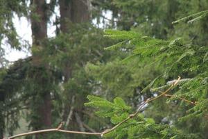 Rainy day in the pine forest photo