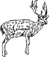 Dibujo de ciervo, ilustración, vector sobre fondo blanco.