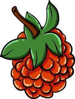 Raspberry, illustration, vector on white background