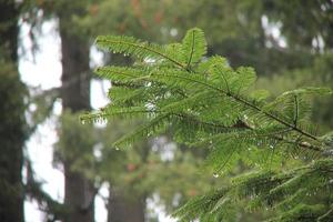 Rainy day in the pine forest photo