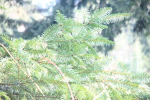Rainy day in the pine forest photo