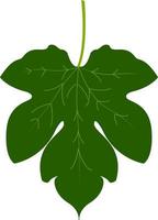 Fig leaf, illustration, vector on white background.