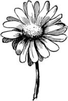 Daisy vintage illustration. vector