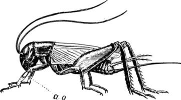 Crickets, vintage illustration. vector