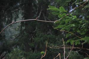 Rainy day in the pine forest photo