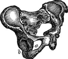 Pelvis, vintage illustration vector