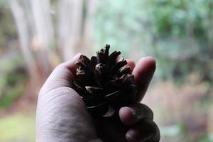 A man's hand is holding a pine cone in his hand against a backdrop of green pine trees. photo