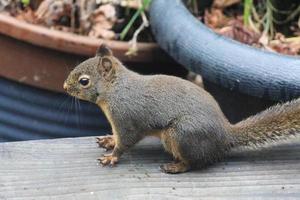 A brown squirrel sits on a wooded terrace in Washington state. photo