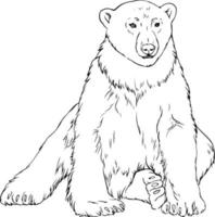 dibujo vectorial en blanco y negro de oso blanco. para colorear y libros de ilustración vector