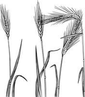 Wheat black and white vector drawing. For coloring and illustration books