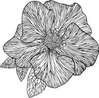 hellebore flower vector drawing for coloring books