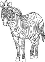 Zebra black and white vector image. For coloring and illustration books