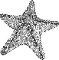 Starfish. Handheld vector in black and white. For coloring and illustration books.