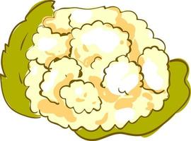 Cauliflower, illustration, vector on white background.