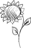 Sunflower drawing, illustration, vector on white background.