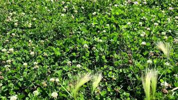 natürlicher hintergrund mit gras- und kleeblumen video