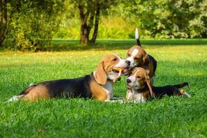 Dog beagle on the grass photo
