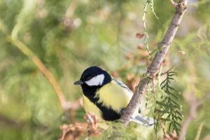 tit on a branch photo