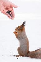 Squirrel reaching for the nut photo