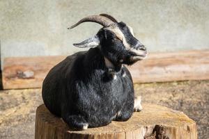 goat in nature photo