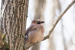 garrulus glandarius en una rama foto