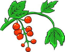 Red currant , illustration, vector on white background