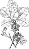 Poison Oak vintage illustration. vector