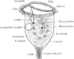 Vorticella, vintage illustration. vector