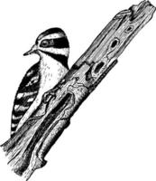 Downy Woodpecker, vintage illustration. vector