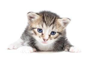 Kitten on a white background photo