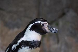 portrait of a penguin photo