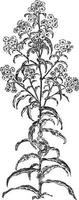 Aster Puniceus vintage illustration. vector