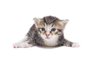 Kitten on a white background photo