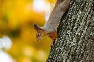 Squirrel in the autumn park photo