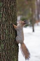 squirrel tree in winter photo