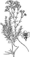 Arenaria Grandiflora vintage illustration. vector
