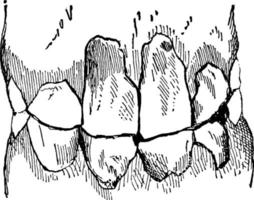 mandíbula de caballo, ilustración vintage. vector